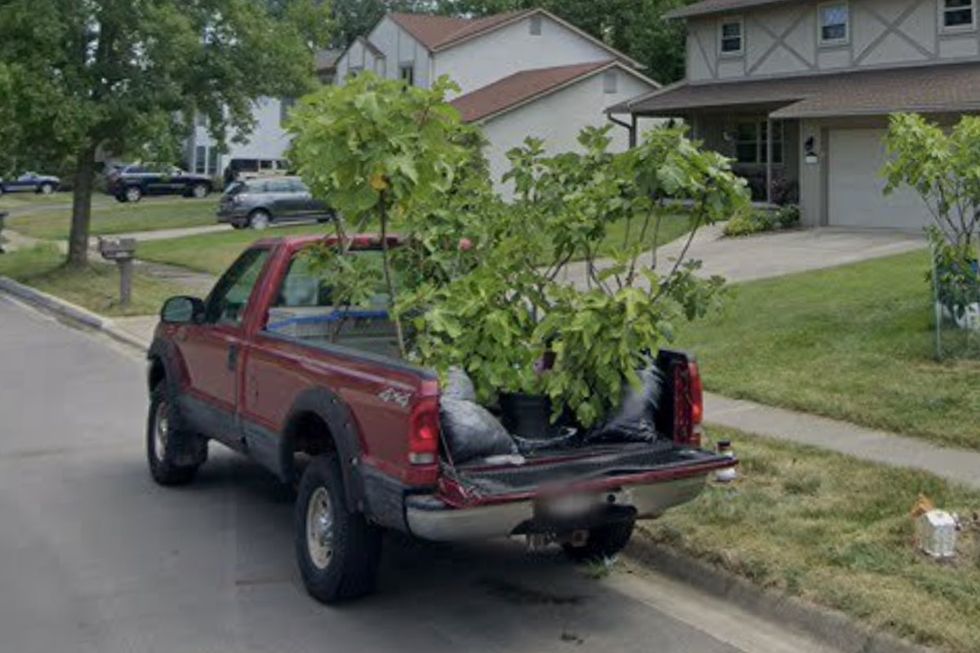 Fig trees on the back of his truck