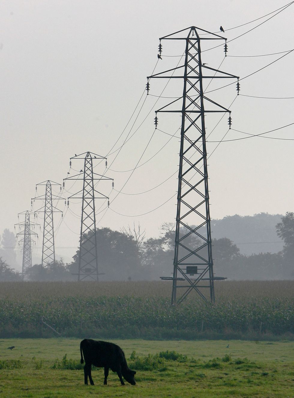 FILE PHOTO: A cow is seen grazing in front of pylons and electricty power lines, near Lewes in southern England in this photograph taken on September 22, 2008.    REUTERS/Luke MacGregor/File Photo