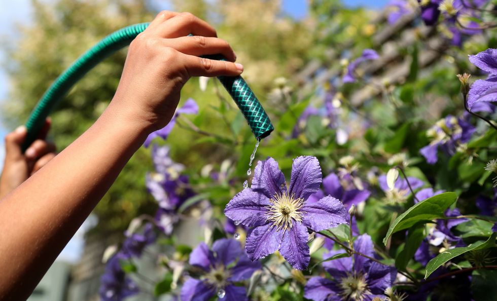 File photo dated 16/7/2018 of flowers being watered from a garden hose. Parched parts of England are facing a hosepipe ban amid very dry conditions and ahead of another predicted heatwave. Southern Water announced the move from Friday for customers in Hampshire and on the Isle of Wight, while the measure will follow in exactly a week for South East Water customers in Kent and Sussex. Issue date: Friday August 5, 2022.