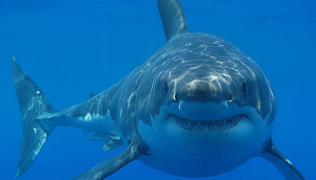 File photo of a great white shark