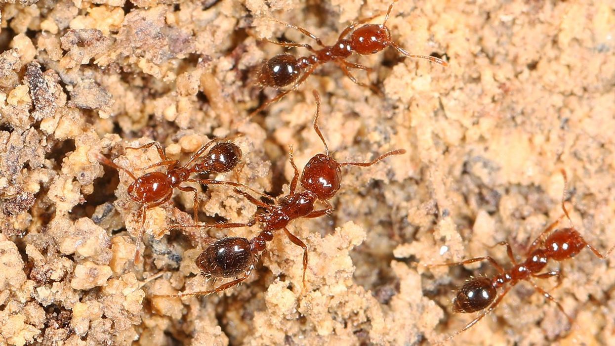 Fire ants