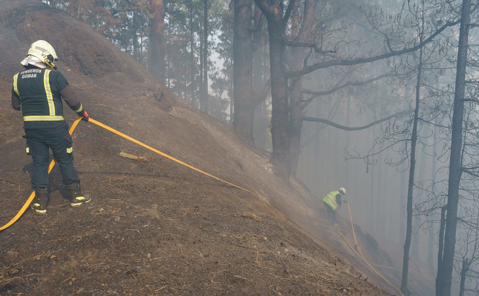 Firefighters in the forest
