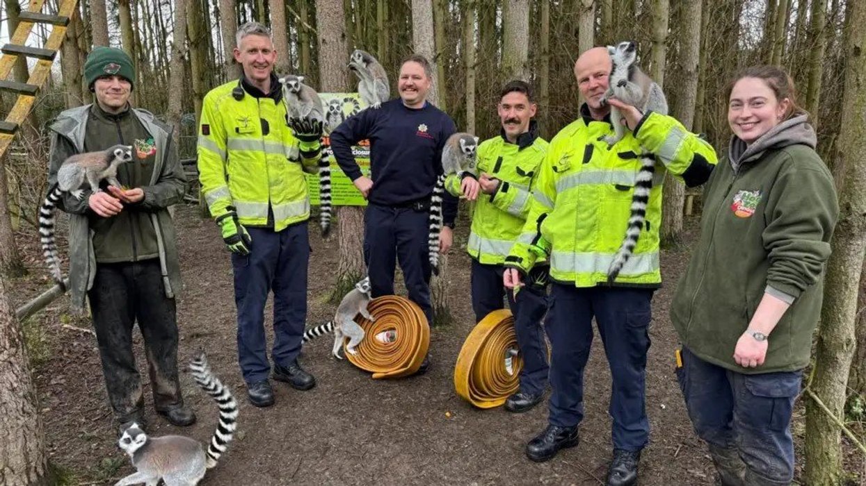 Fireighters, zoo staff and lemurs with the donated hoses