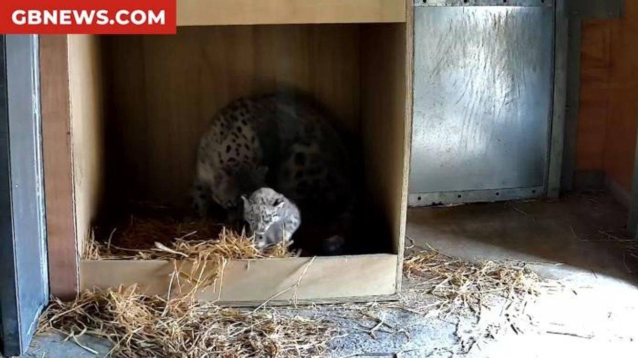 First ever snow leopard cub born at Chester Zoo in massive boost for conservation of rare species