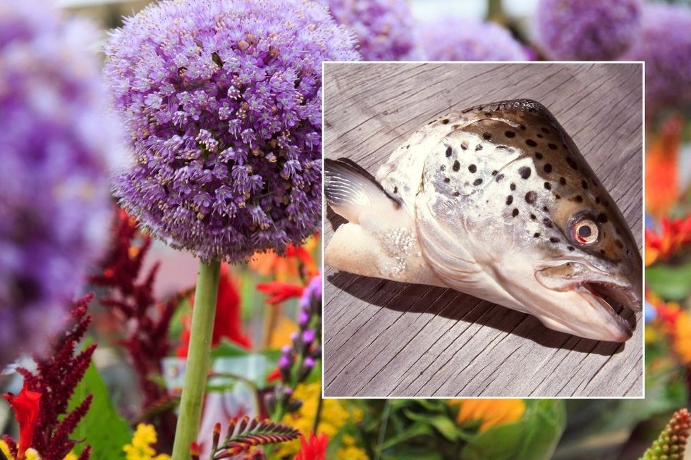 fish head and flowering plants