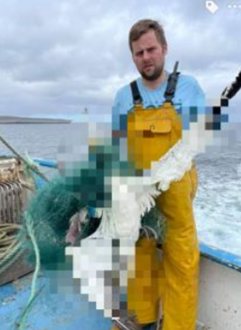 Fisherman recovering large seabird caught in netting