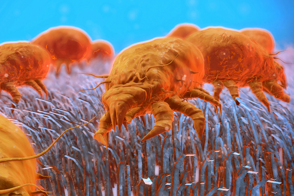 Fleas