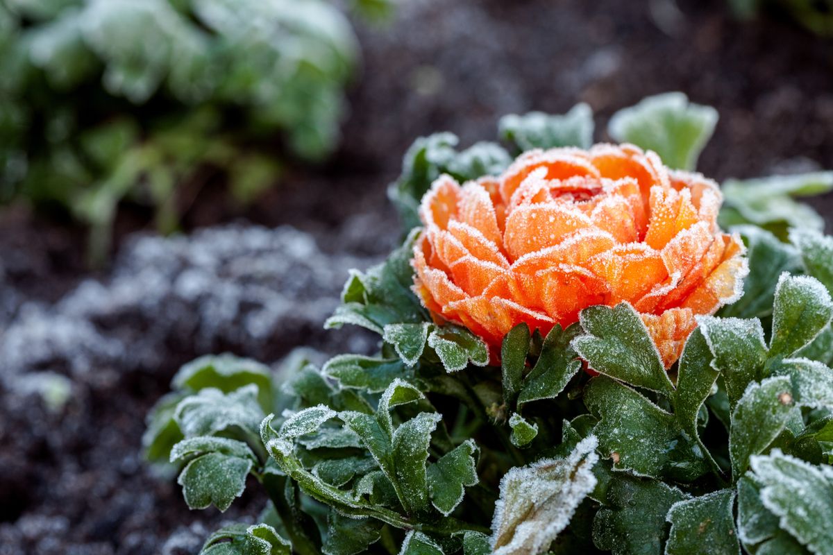 Flower frost