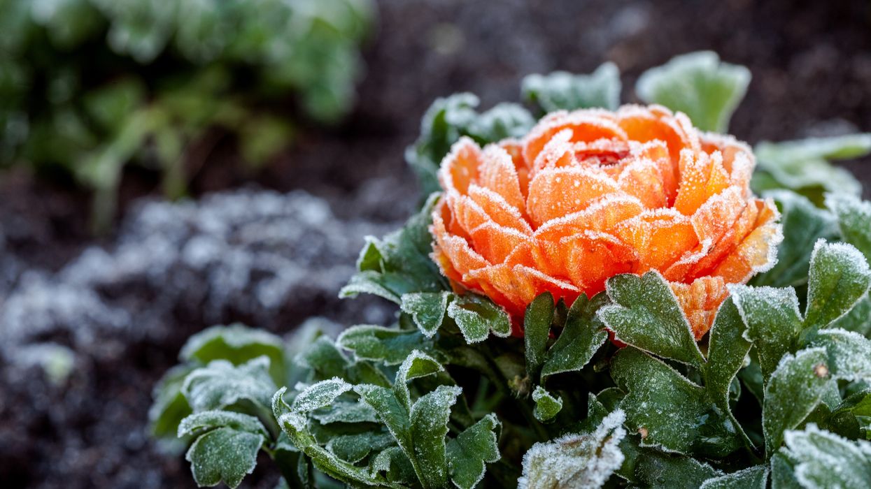 Flower frost