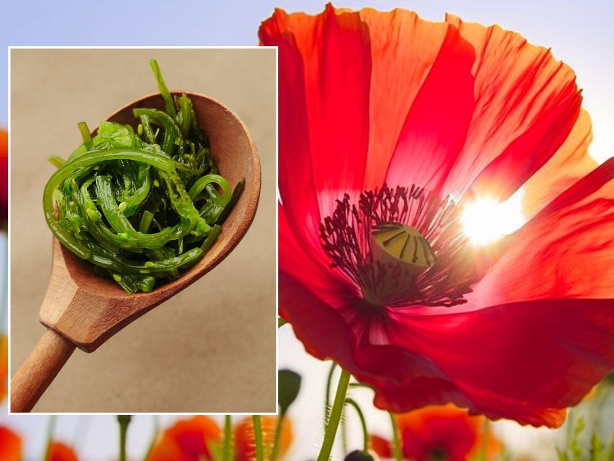 flower stock photo and seaweed