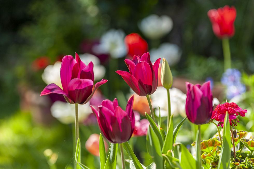 flowering garden