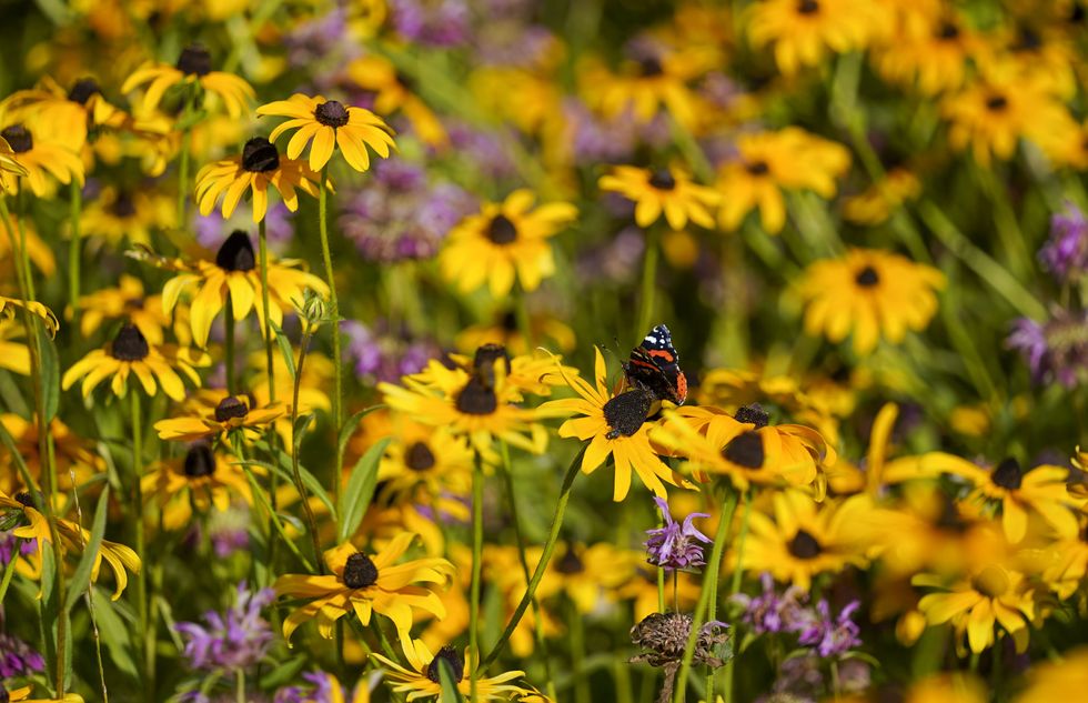 flowers and wildlife