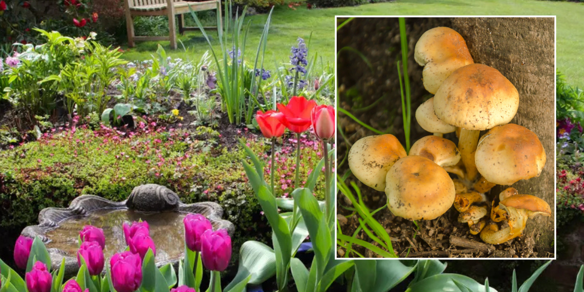 NextImg:Gardening: Britons warned of fungus causing 'real problems' in their gardens - 'remove as quickly as possible'