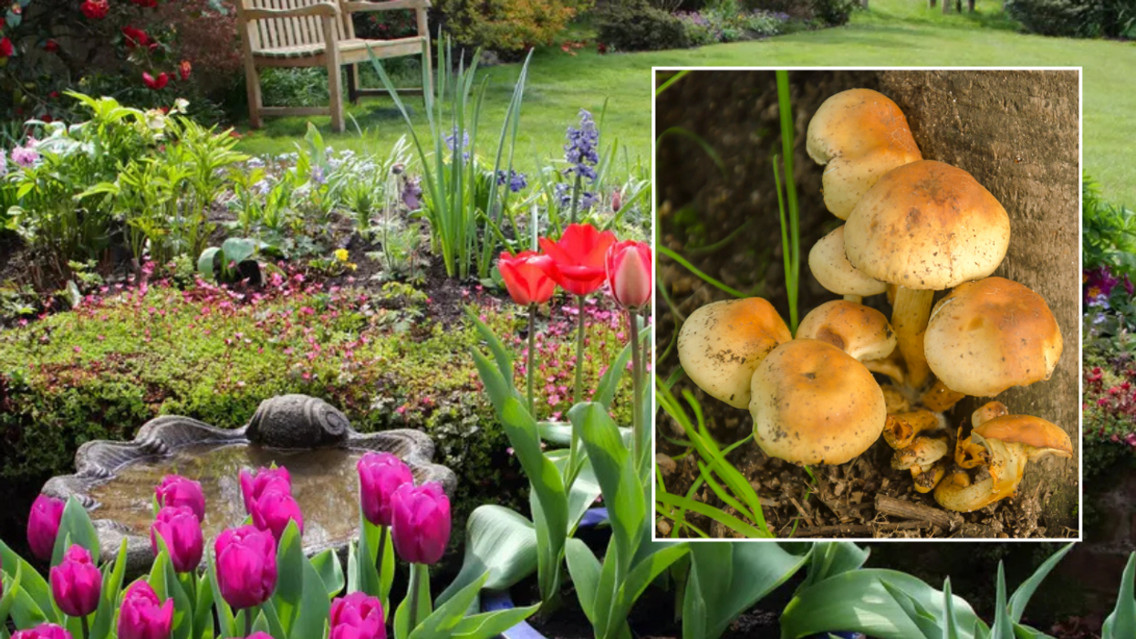 Flowers in garden / honey fungus