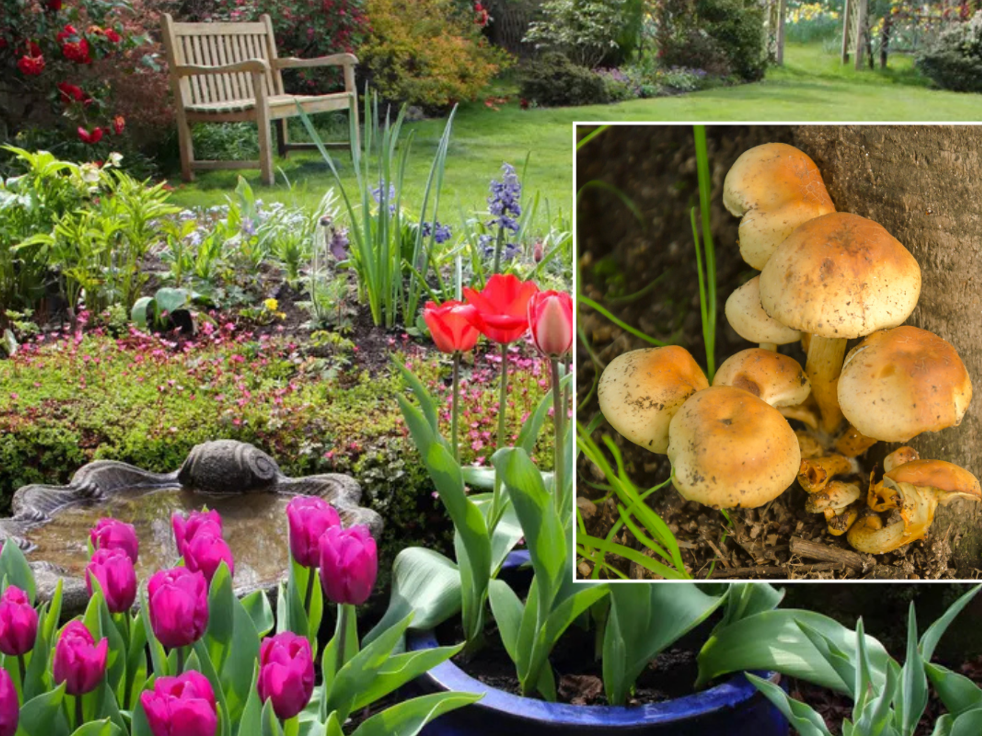 Flowers in garden / honey fungus
