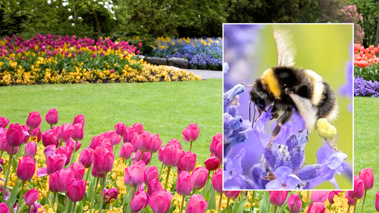 Flowers in garden / hornet