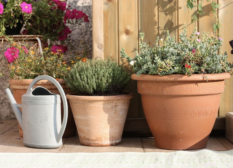 Flowers in pots