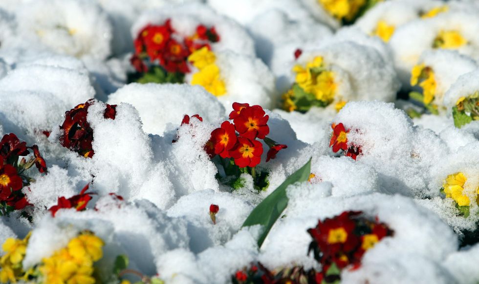 Flowers in snow