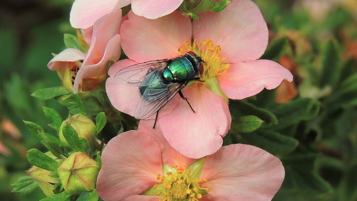 Fly on flowers in garden
