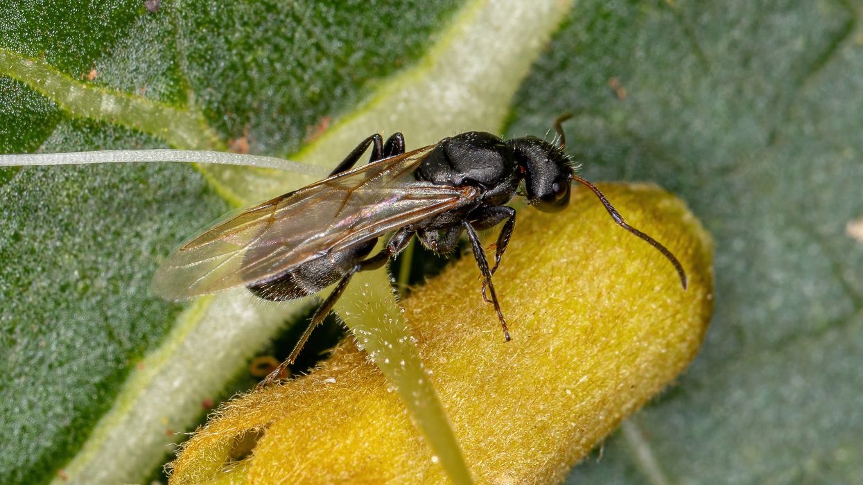 Flying ant