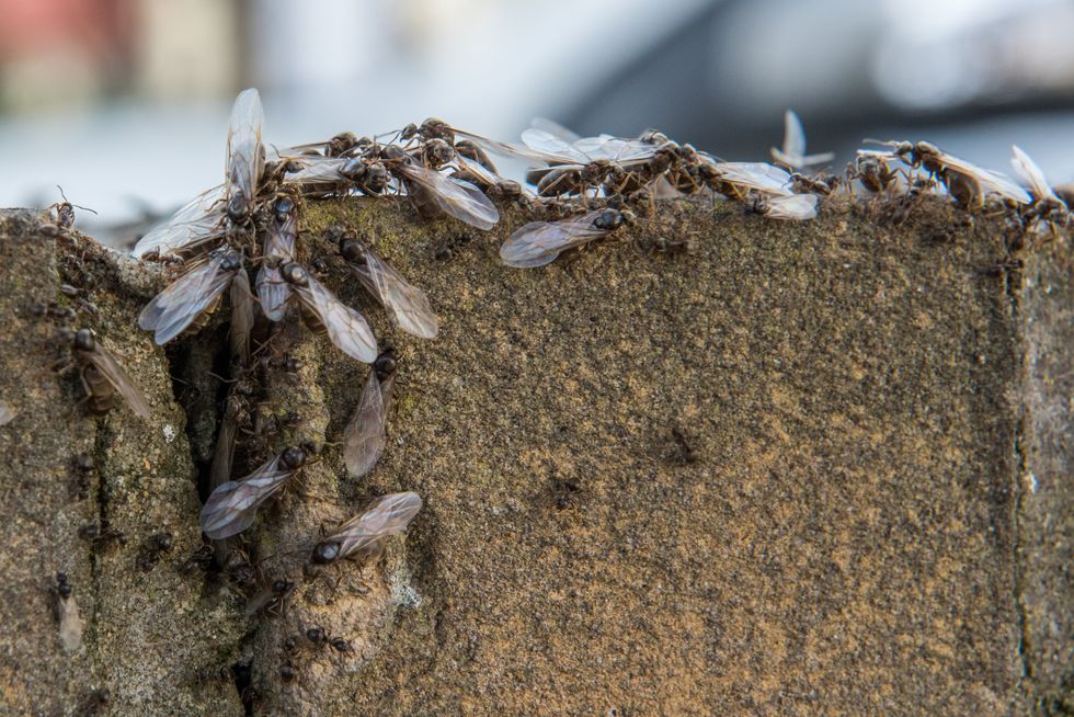 Flying ant