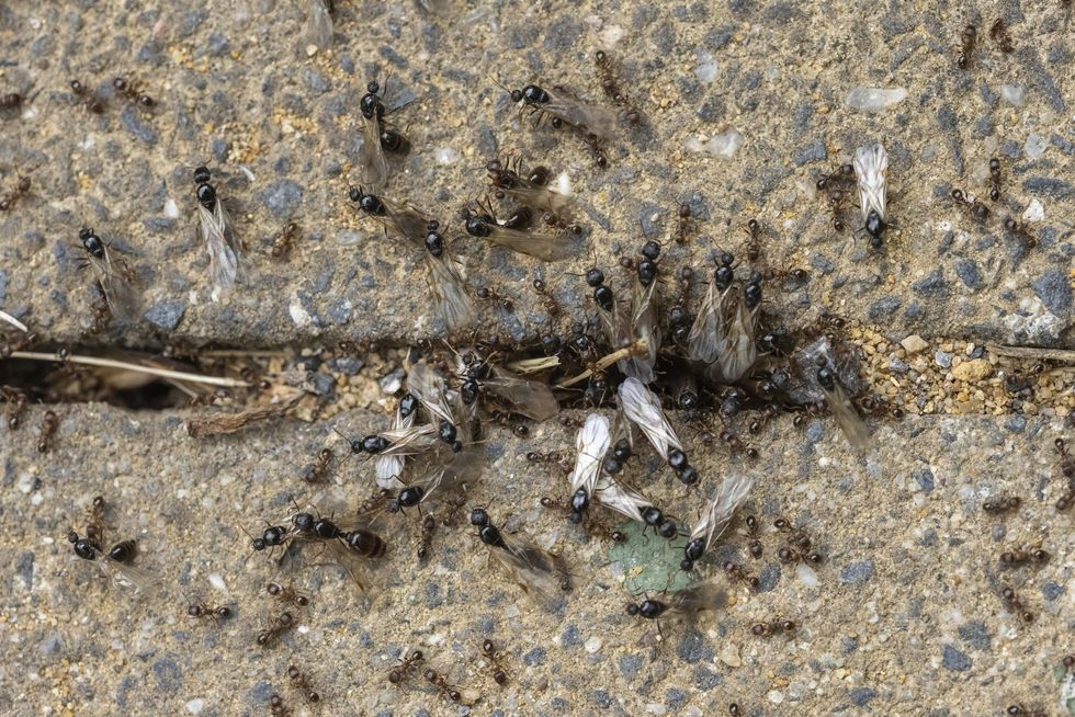 Flying ants