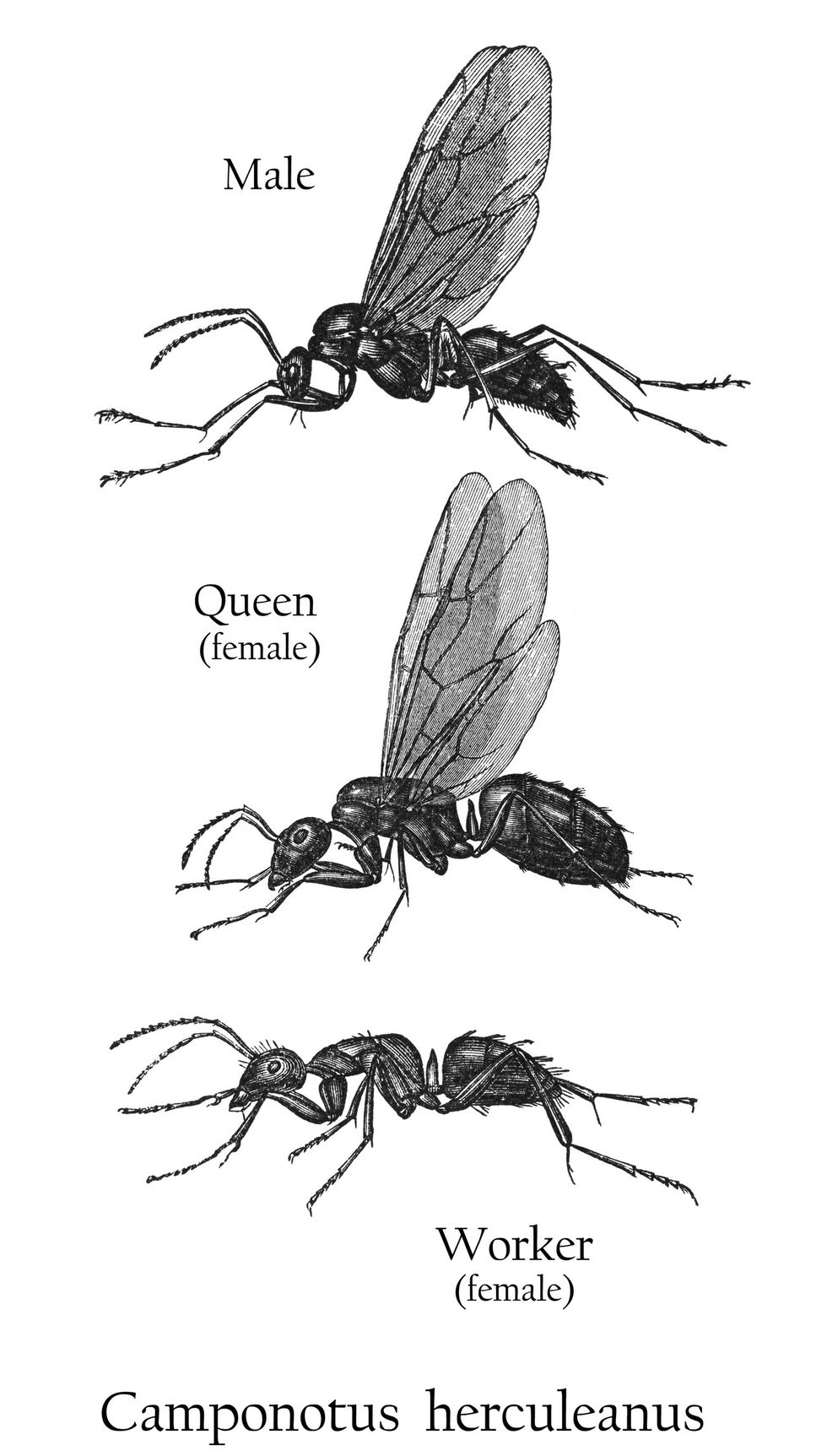Flying ants