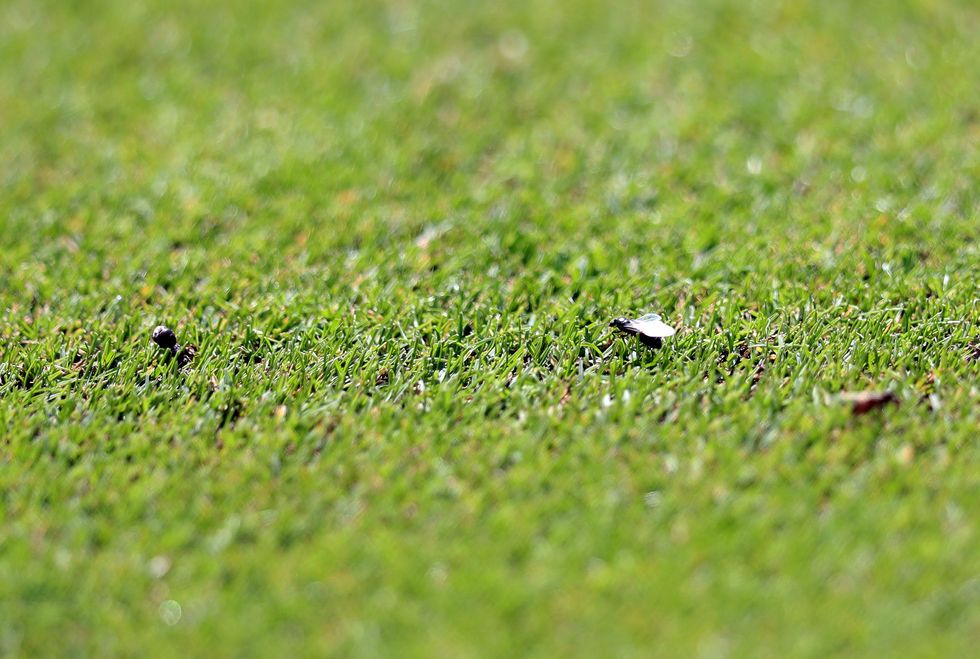 Flying ants