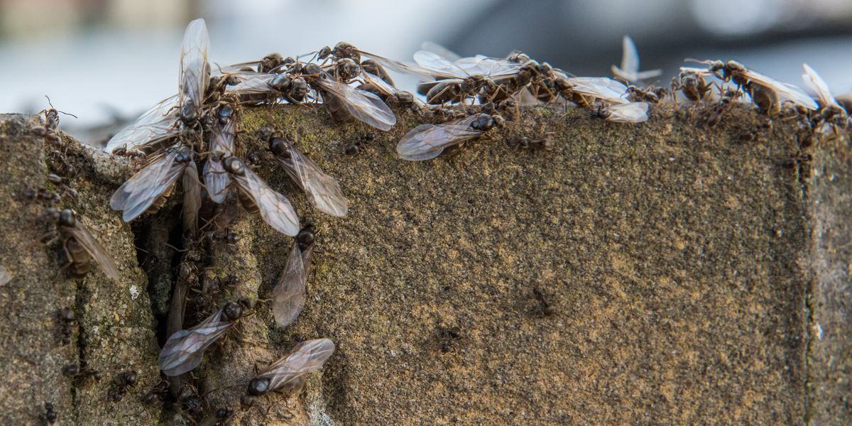 NextImg:Flying ants descend on UK as warning issued over swarms of pests