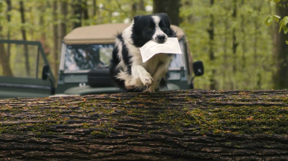 Flynn, a border collie sheepdog