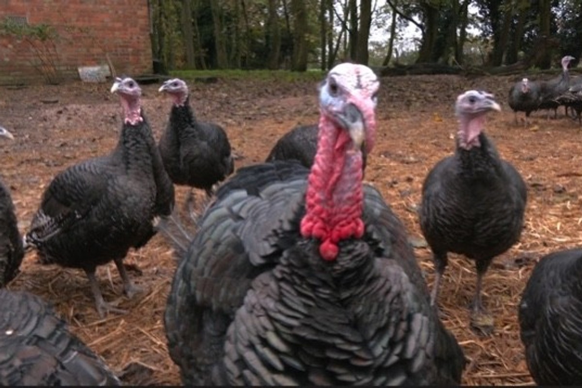 Turkey farmers bounce back this Christmas after devastating bird flu outbreak