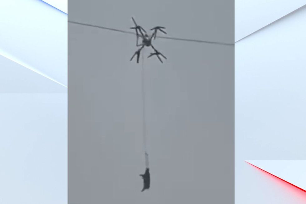 Footage of the drone and pig