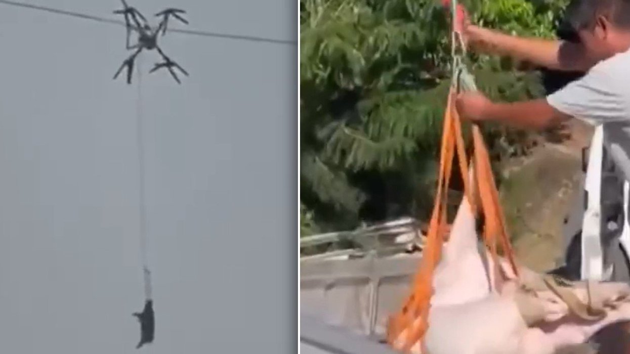 Footage of the drone and pig