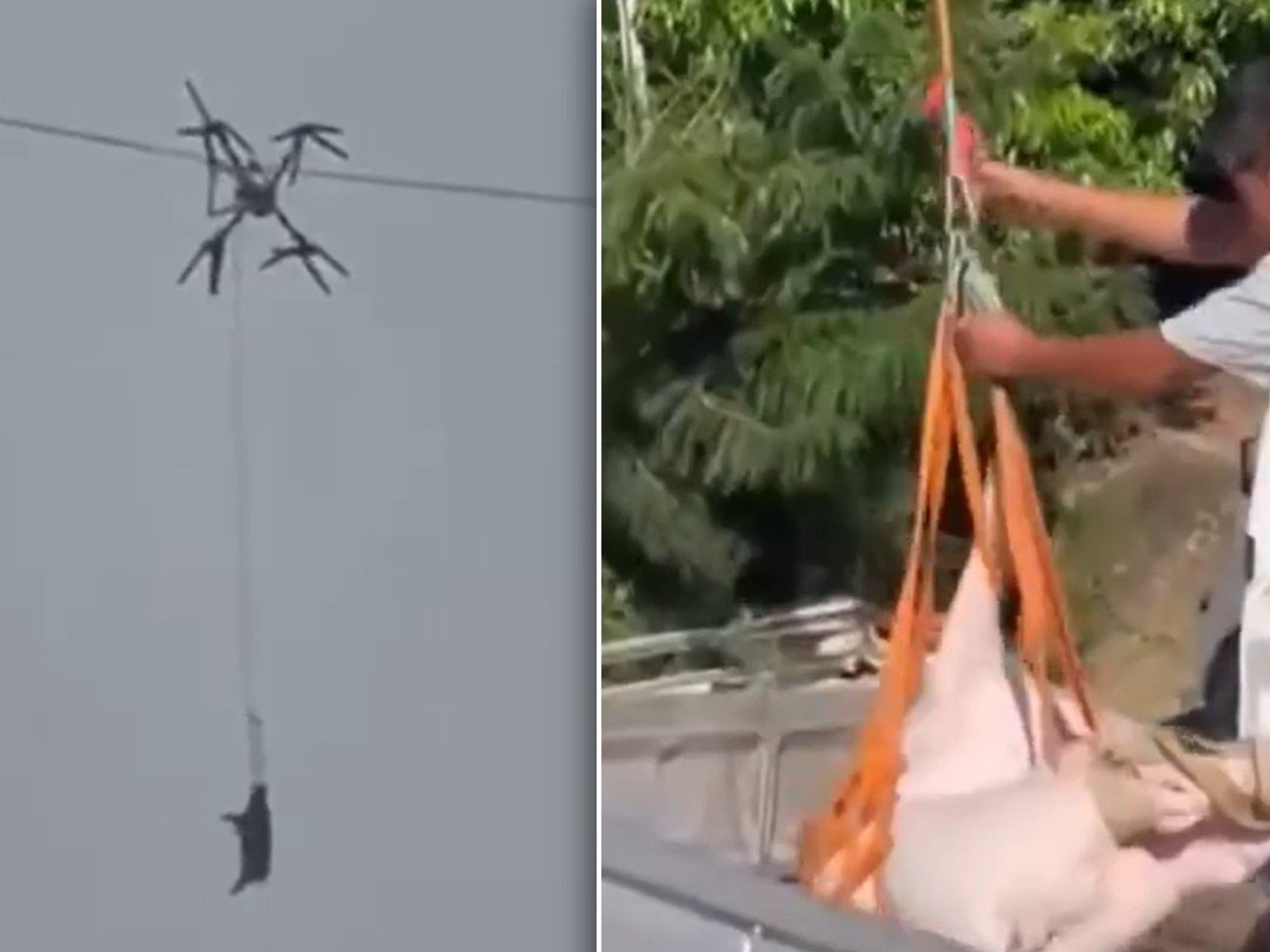 Footage of the drone and pig