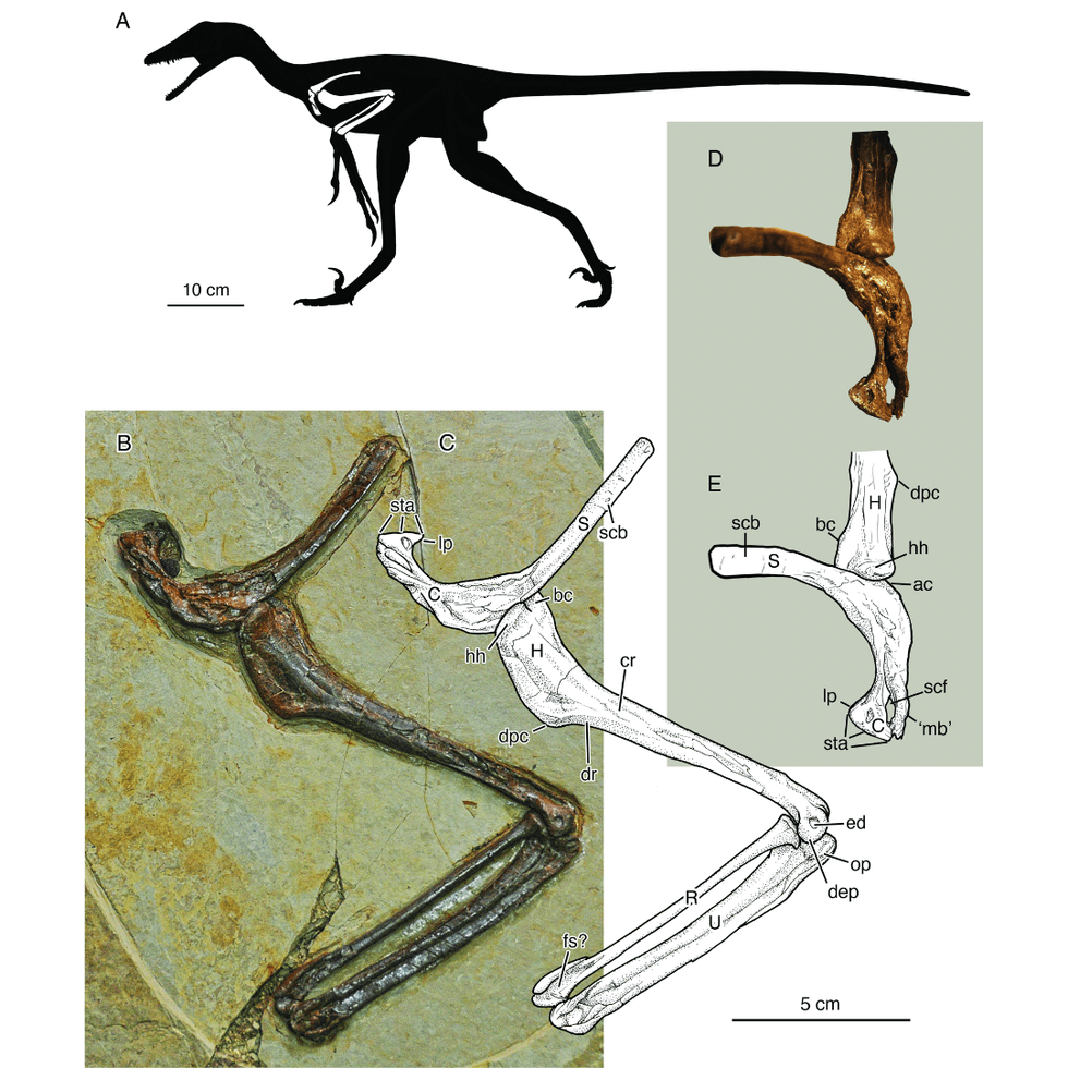 Fossil remains in China