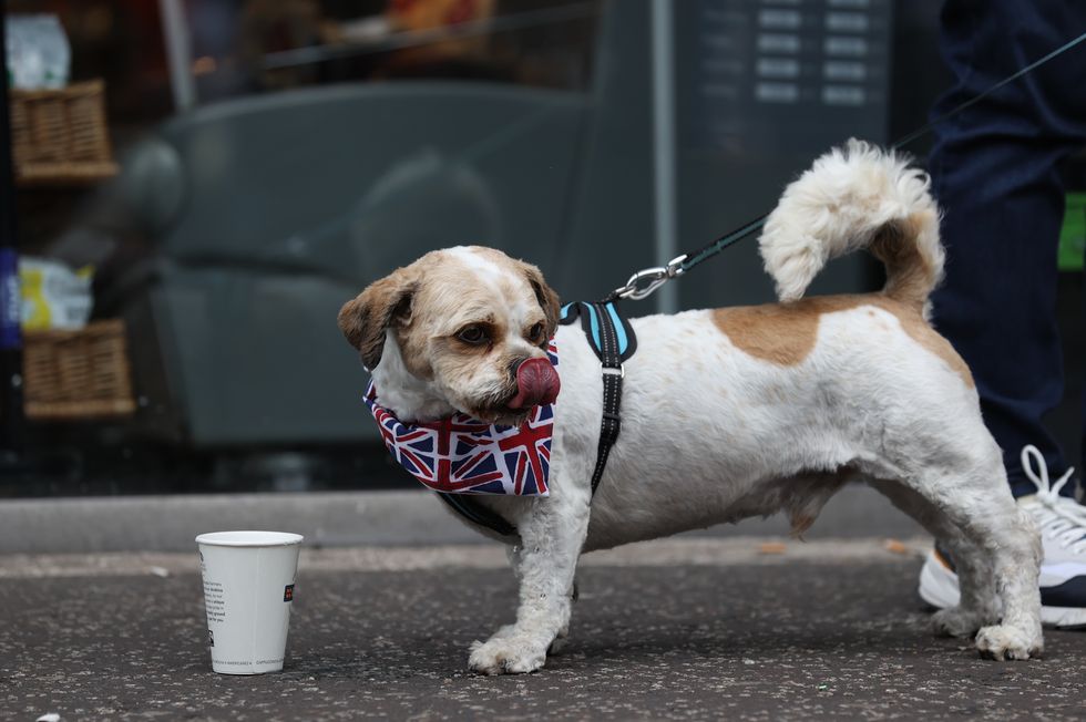 Four year old dog Barney takes some water from a cup during the hot weather in Belfast. Picture date: Tuesday July 12, 2022.