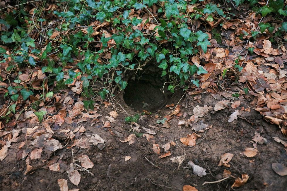 Fox den