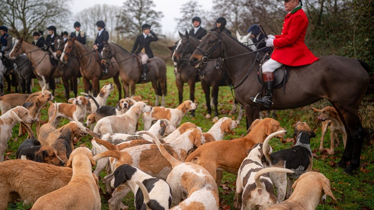 Fox hunting