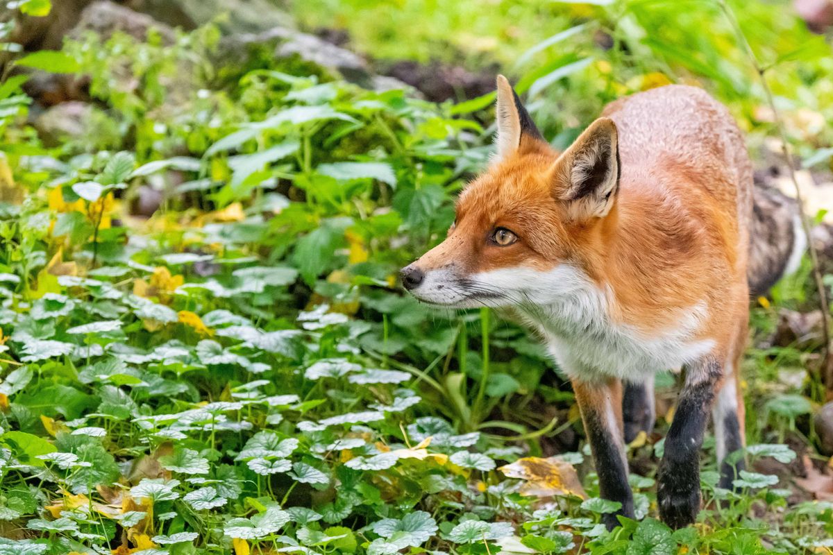 How to trap a fox in a cage humanely - Fox Repellent Expert