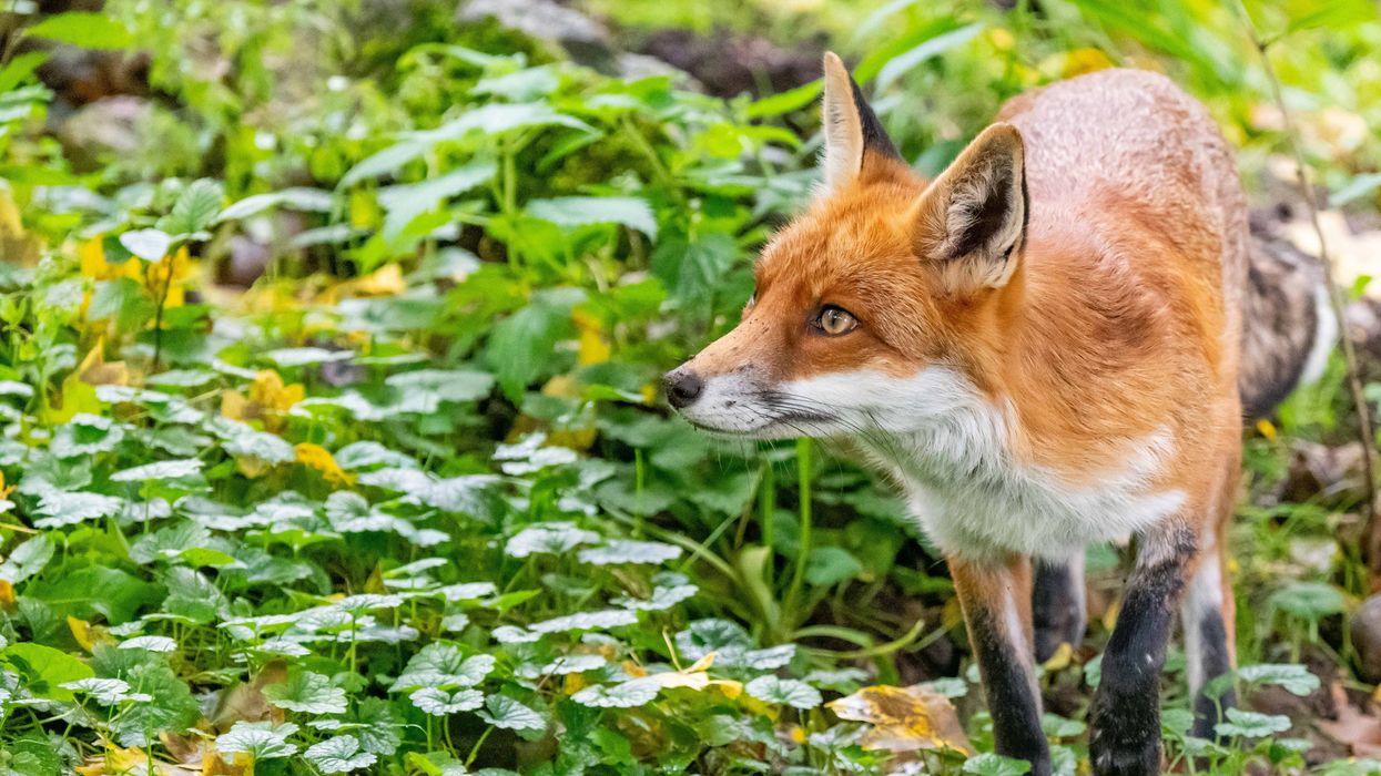 Fox in garden