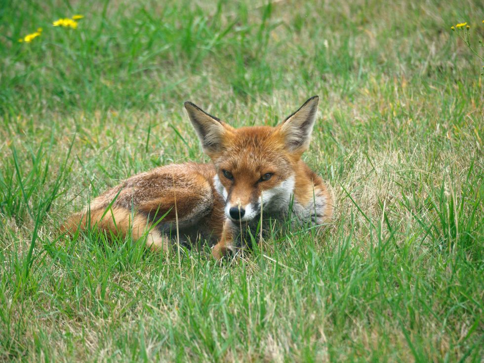 Fox lying on grass