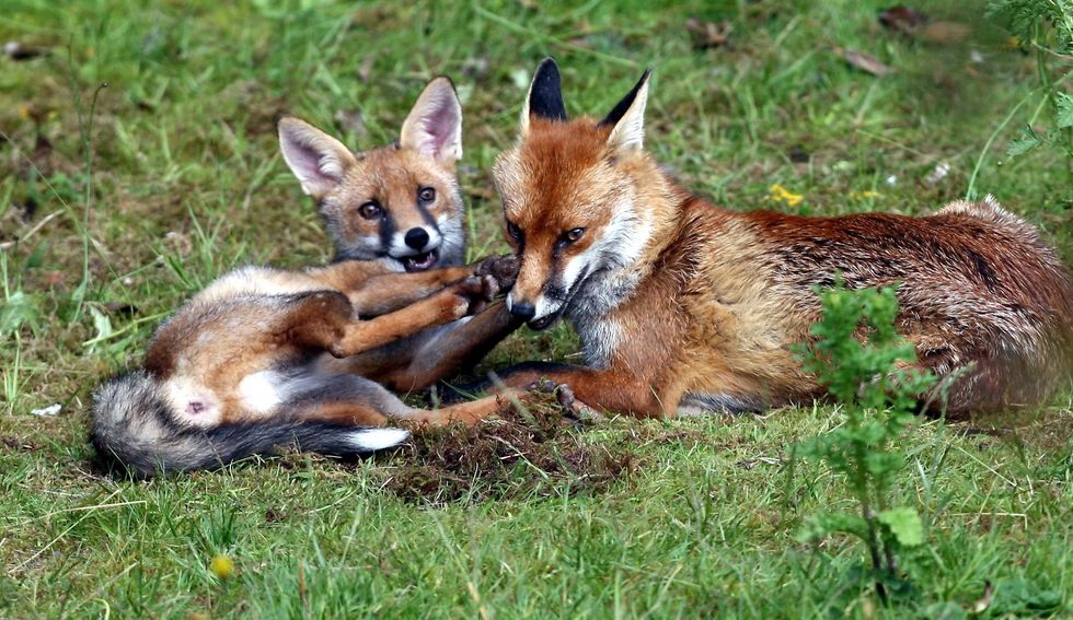 Foxes digging a hole in someone's garden