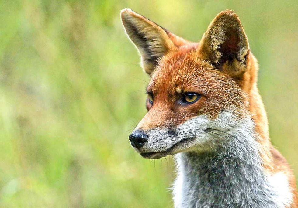 Foxes have been targeting cables in the village\u200b
