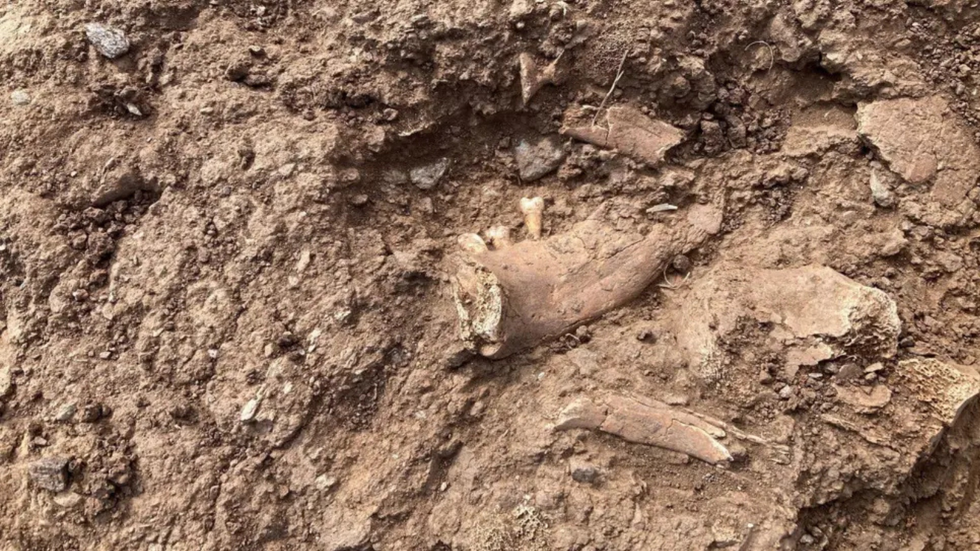 Fragments of bone discovered at Lizard Point