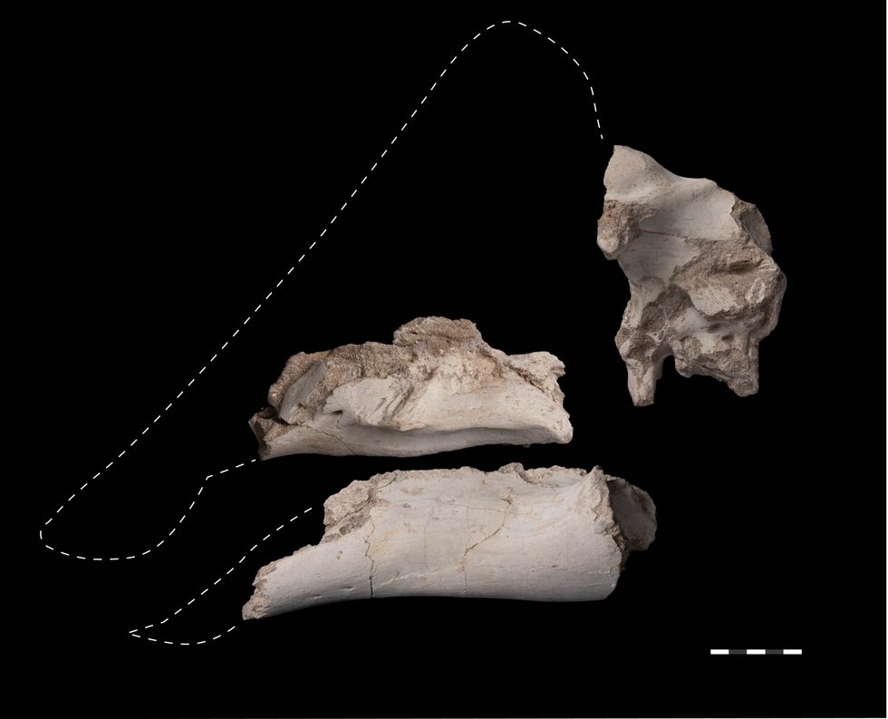 Fragments of the skull of the new species
