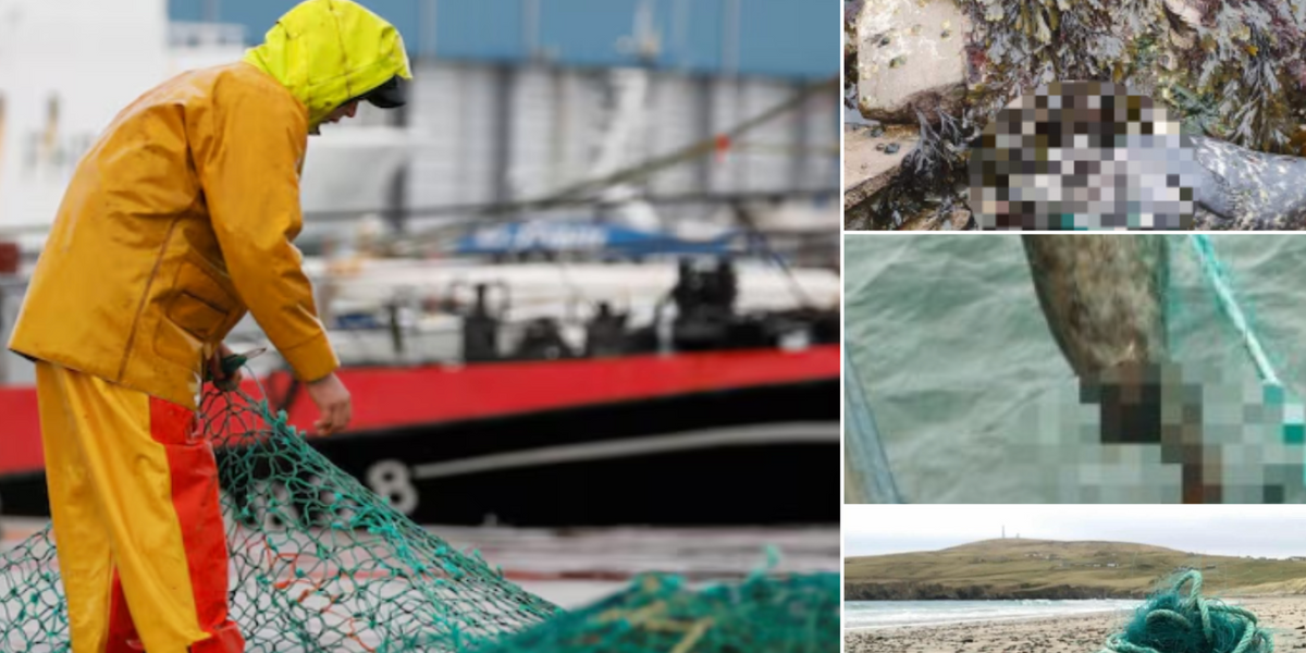 Horror images lay bare how EU fishermen are destroying UK marine life with cruel torture methods
