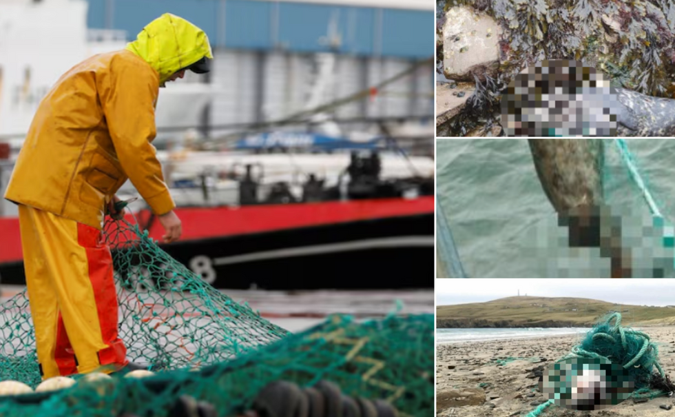 French fisherman (left), mammals, seabirds, and marine life killed (right)