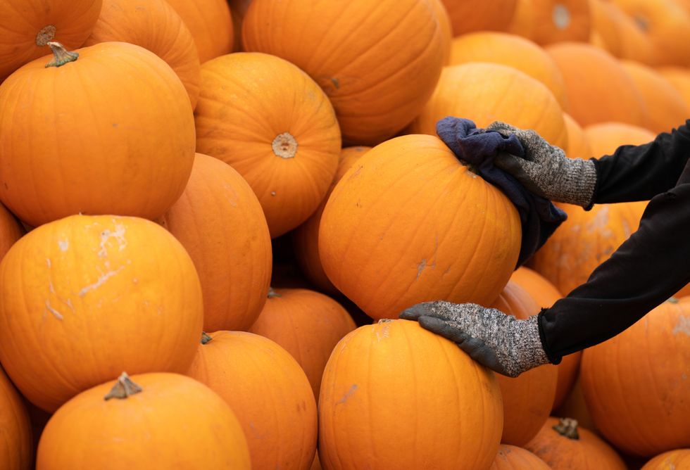 Freshly harvested pumpkins are sorted and stored at Oakley Farms near Wisbech in Cambridgeshire