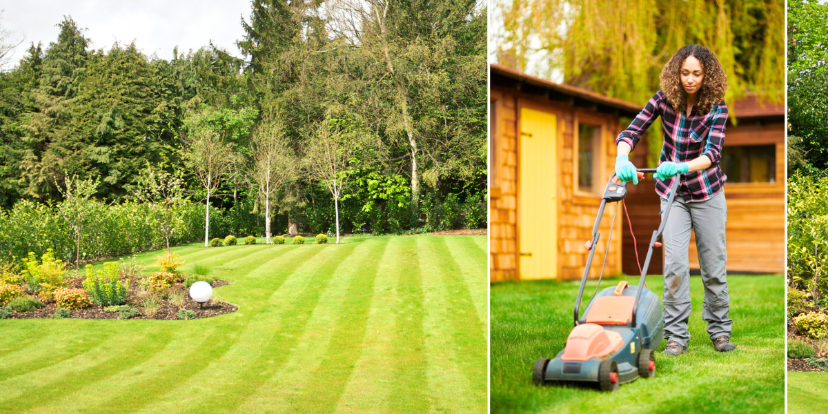 NextImg:Gardening expert warns Britons not to mow their lawns - 'damages the grass and equipment'