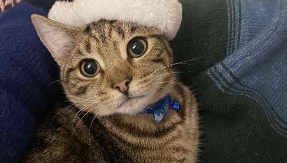 Freya the cat